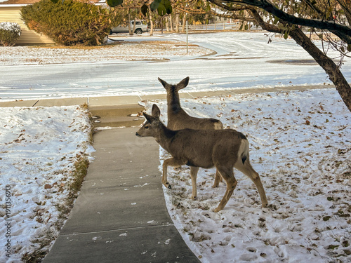 Deer in a yard