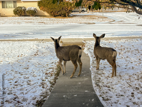 Deer in a yard