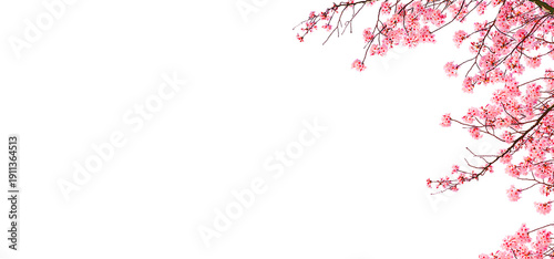 Pink cherry blossoms are blooming beautifully isolated on white background.