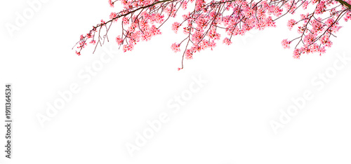 Sakura are blooming beautifully isolated on white background.