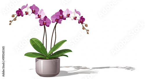 Beautiful pink orchid plant in a gray pot on white background with green leaves and purple flowers