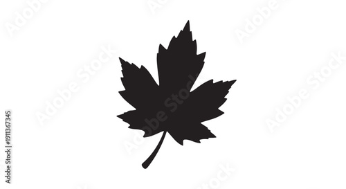 Maple Leaf Silhouette in Simple Black Color on White Background for Symbol or Logo