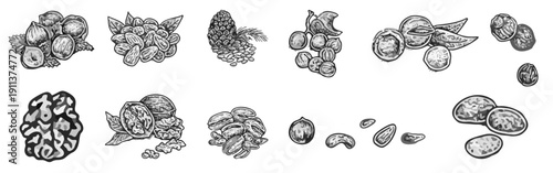 The hand-drawn illustration series features images of various nuts and seeds, such as walnuts, hazelnuts, almonds, and cashews.