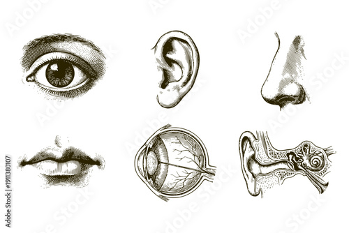 Human Sensory Organs Engraving Set of 6 Black and White Isolated Anatomy Illustrations