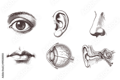 Human Sensory Organs Engraving Set of 6 Black and White Isolated Anatomy Illustrations