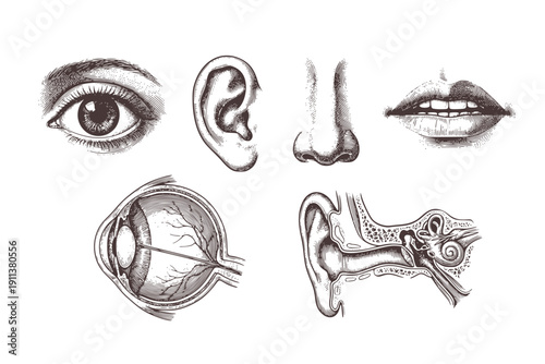 Human Sensory Organs Engraving Set of 6 Black and White Isolated Anatomy Illustrations
