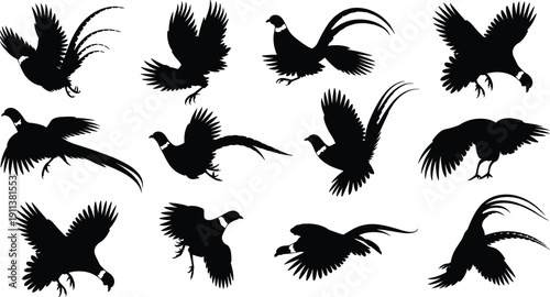 Silhouettes of flying pheasants in dynamic motion, wildlife bird shapes with spread wings and long tail feathers for design