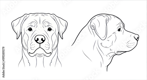 Line Art Portrait of a Mastiff Dog Head, Front and Side Views