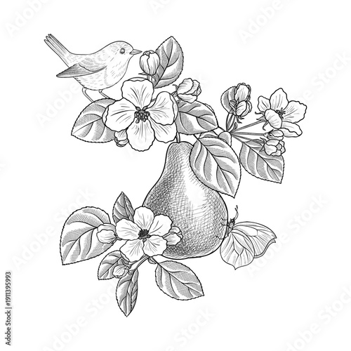 vector vintage drawing fruit flowers and bird , pear tree bloom with leaves and fruit isolated at white background, hand drawn illustration