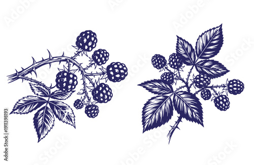 Grunge texture blue illustration of blackberry branches with leaves and thorns on white background Vintage Style