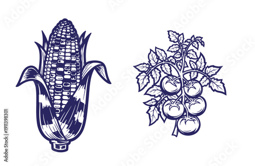Grunge texture blue illustration of corn on the cob and tomatoes on vine with leaves on white background Vintage Style