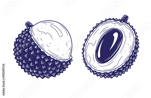Grunge texture Durian fruit illustration with one whole and one cut open showing spiky skin and creamy flesh  exotic tropical fruit Vintage Style