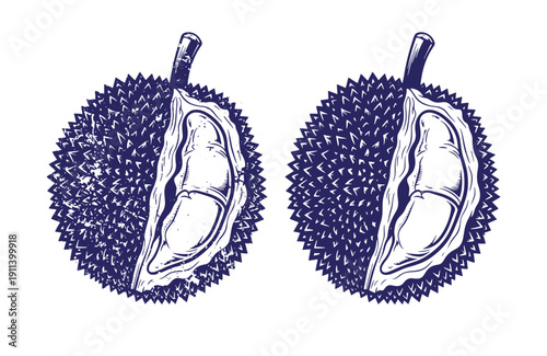 Grunge texture Durian fruit illustration with spiky skin and open sections showing creamy white flesh  tropical exotic fruit Vintage Style