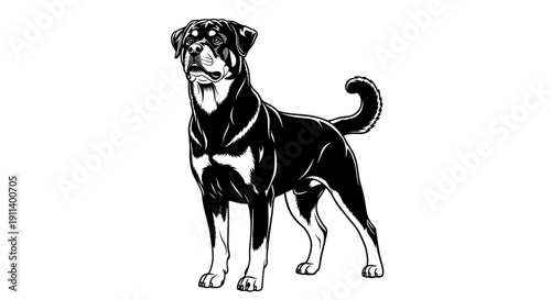Rottweiler Dog Standing Proudly Black and White Illustration