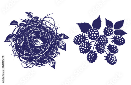 Grunge texture thorns and blackberries with leaves on white background  blackberry plant with thorns and leaves Vintage Style