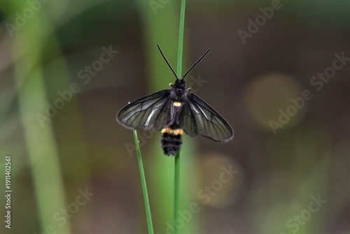 Closeup of a beauttiful Moth in nature, Thailand. Macro image of a colorful moth.