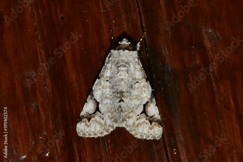 Closeup of a beauttiful Moth in nature, Thailand. Macro image of a colorful moth.