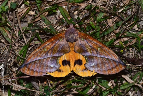 Closeup of a beauttiful Moth in nature, Thailand. Macro image of a colorful moth.