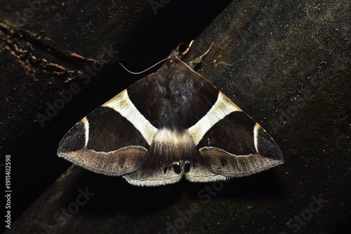Closeup of a beauttiful Moth in nature, Thailand. Macro image of a colorful moth.