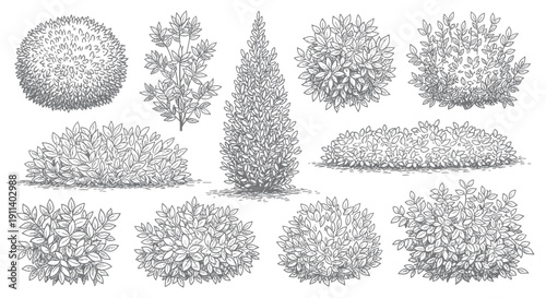 Hand-drawn collection of various garden bushes and trees, isolated on white background