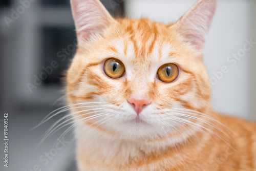 Wallpaper Mural Cat sitting on the floor and looking Torontodigital.ca