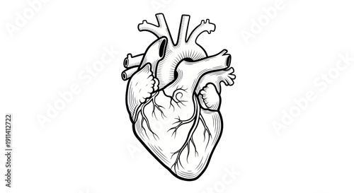 Anatomical Heart Illustration in Black and White