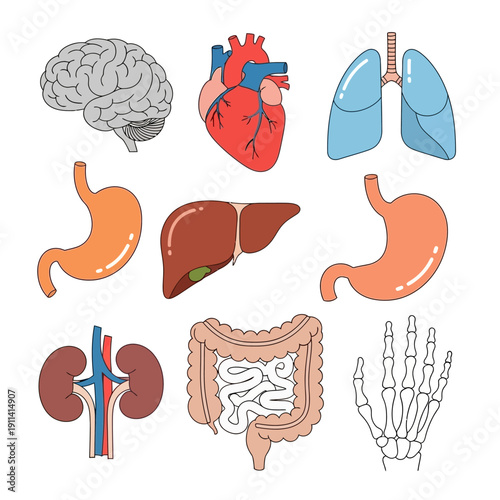 Human Anatomy Organs Set: Brain, Heart, Lungs, Stomach, Liver, Kidneys, Intestines, Hand Skeleton