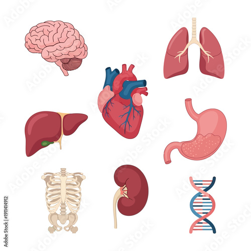 Human Anatomy Organs Set: Brain, Heart, Lungs, Liver, Stomach, Kidney, Skeleton, DNA