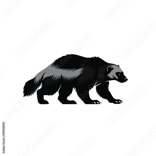 Illustration of a wolverine walking on a white background.