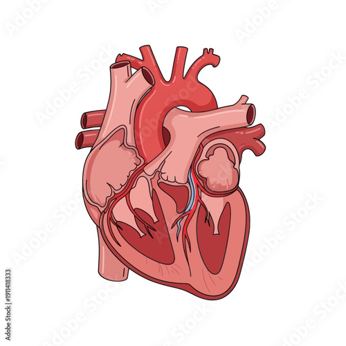 Anatomical illustration of a human heart with detailed internal chambers and vessels