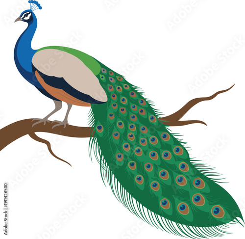 Beautiful peacock with branch animal vector on white background.