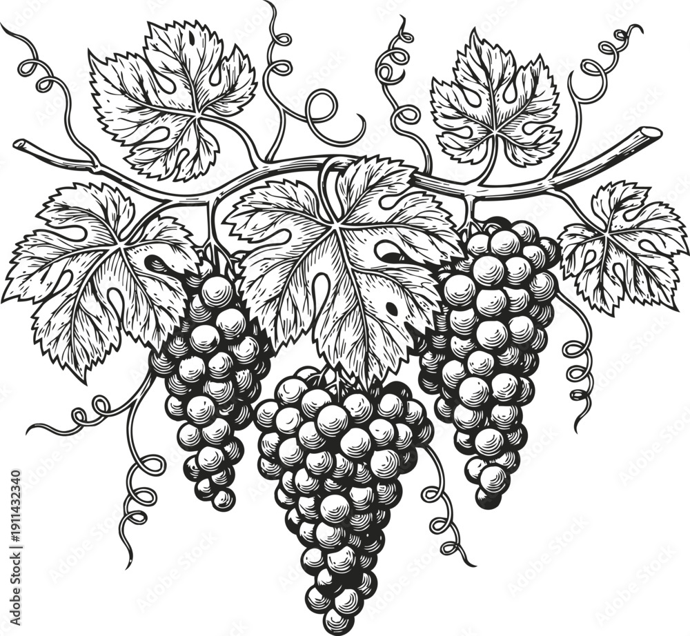 Fototapeta premium Black grapes hanging on vine branch with leaves and curling tendrils detailed botanical illustration