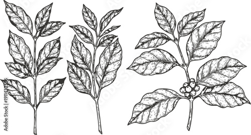 hand drawn coffee plant branches with leaves and berries botanical vintage sketch