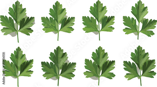 Fresh green parsley leaves vector set. Hand drawn illustrations of organic cilantro and herb sprigs for cooking, healthy food, and restaurant menu design.