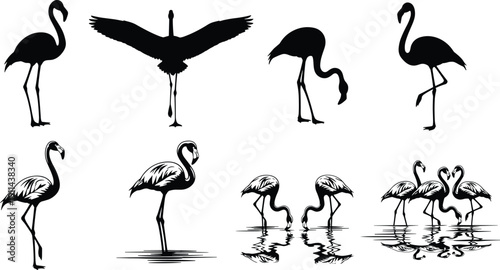 Collection of black flamingo silhouettes, tropical wading bird icons, flamingos standing and flying with water reflections, exotic wildlife nature vector,