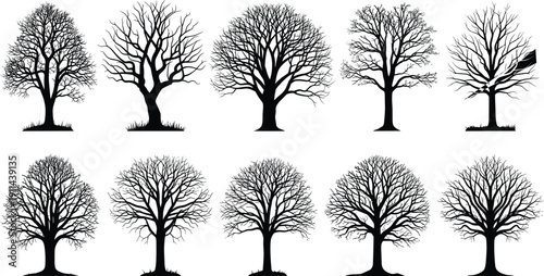 Collection of detailed leafless tree silhouettes with bare branches, isolated on white background, winter forest botanical illustration set