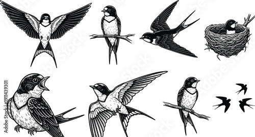 Hand drawn swallow bird illustration set, black and white barn swallow sketches, flying birds, nesting swallows, vintage nature vector graphics,