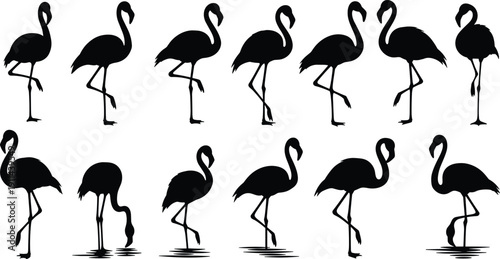 Flamingo silhouette collection featuring tropical wading birds in multiple standing walking and feeding poses isolated on white background vector set