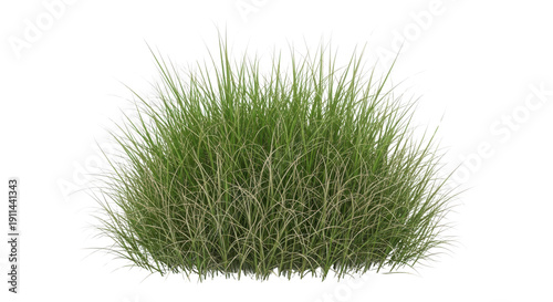 Dense tuft of green lawn grass with fine blades and natural texture, ground cover clump Isolated on white background