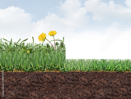 Mowing a lawn as an Unhealthy overgrown Lawn Full Of Weeds as a grass border with dandelion clover crabgrass and broadleaf plantain on the turf as a herbicide symbol of lawncare and landscaping for co