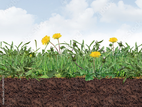 Unhealthy Lawn Full Of Weeds as a grass border Background with dandelion clover crabgrass and broadleaf plantain on the turf as a herbicide symbol of lawncare and landscaping for controlling a weed pr