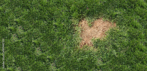 Cuadro en lienzo Lawn disease background showing landscaping problems and grass health issues suc
