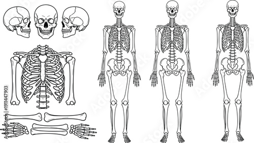 Set of human skeleton line drawings featuring full body anatomy, skulls, rib cage, and bones isolated on white background, medical illustration
