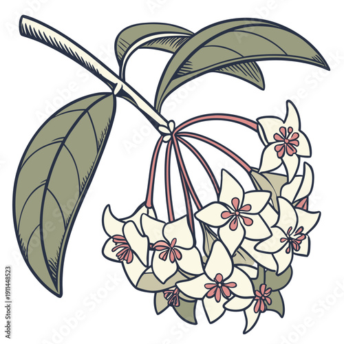 vector illustration of wax hoya bella plant 