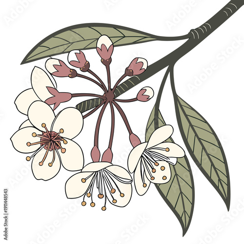 wax hoya bella plant vector on white