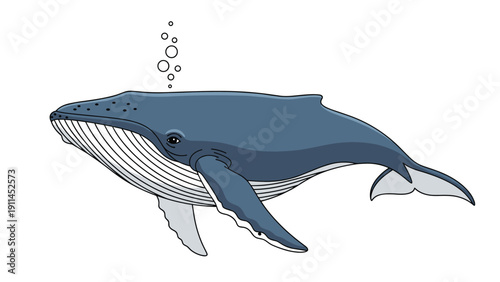 Large blue whale swimming peacefully through the deep ocean water and blowing air bubbles against a white background.