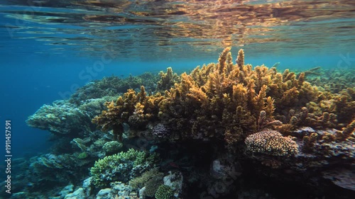 Brown algae bush illuminated by sunlight near water surface