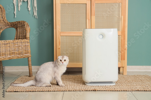 Cute Scottish Fold cat with...