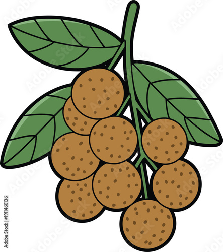 Illustration of a bunch of longan fruit with green leaves