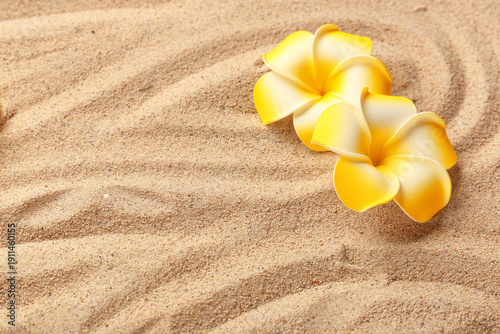 Beautiful plumeria flowers ...